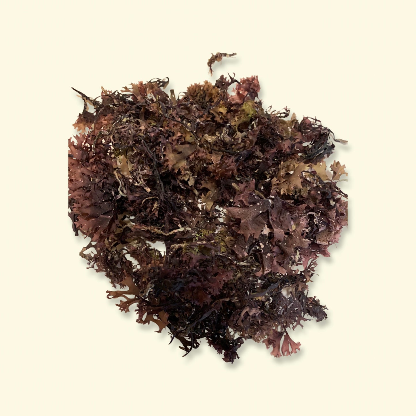 Chondrus Crispus Raw (Irish Moss)